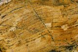 Polished Strelley Pool Stromatolite - Billion Years Old #150687-1